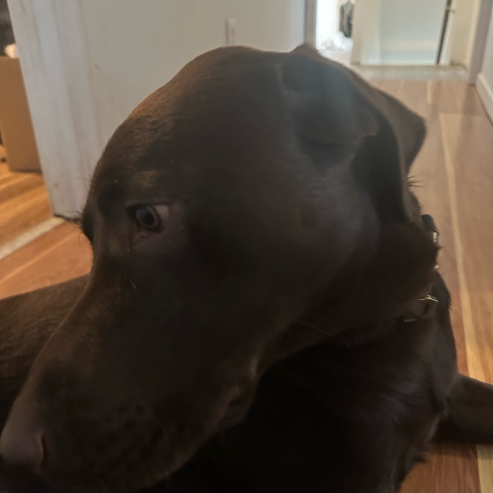 Meet your Posher, Hailey